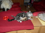 Katze Arwen und Padme 4 Monate alt.